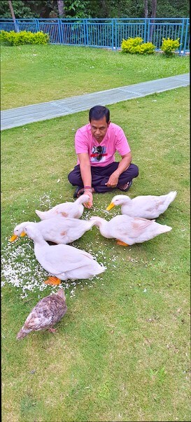 Duck feeding at Regenta Resort Sakleshpur