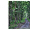 Mahananda Wildlife Sanctuary
