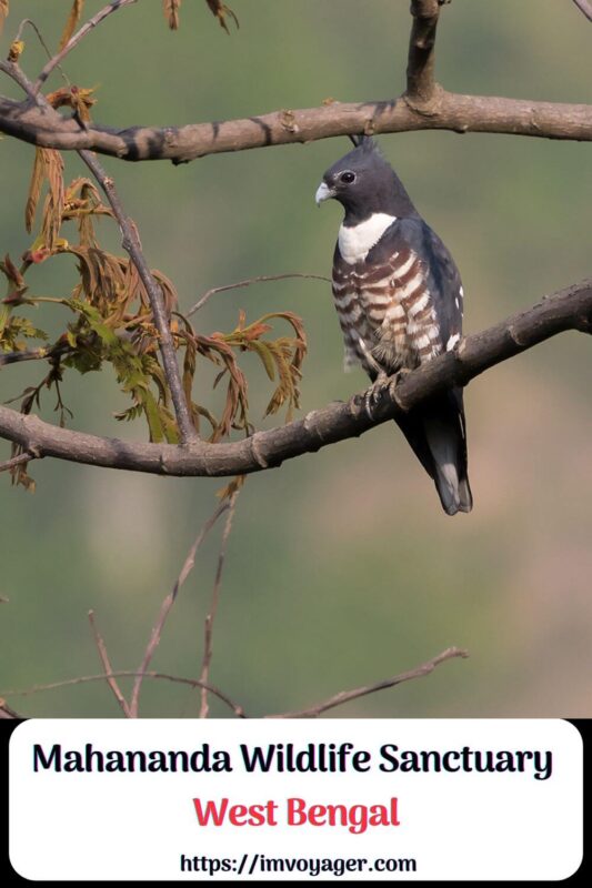 Mahananda Wildlife Sanctuary West Bengal