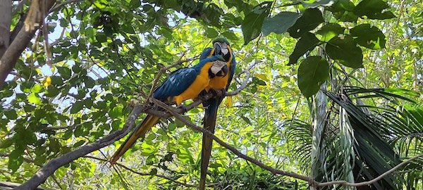 Guide To 182m Statue of Unity - World's Tallest Statue Jungle Safari At Sardar Patel Zoological Park